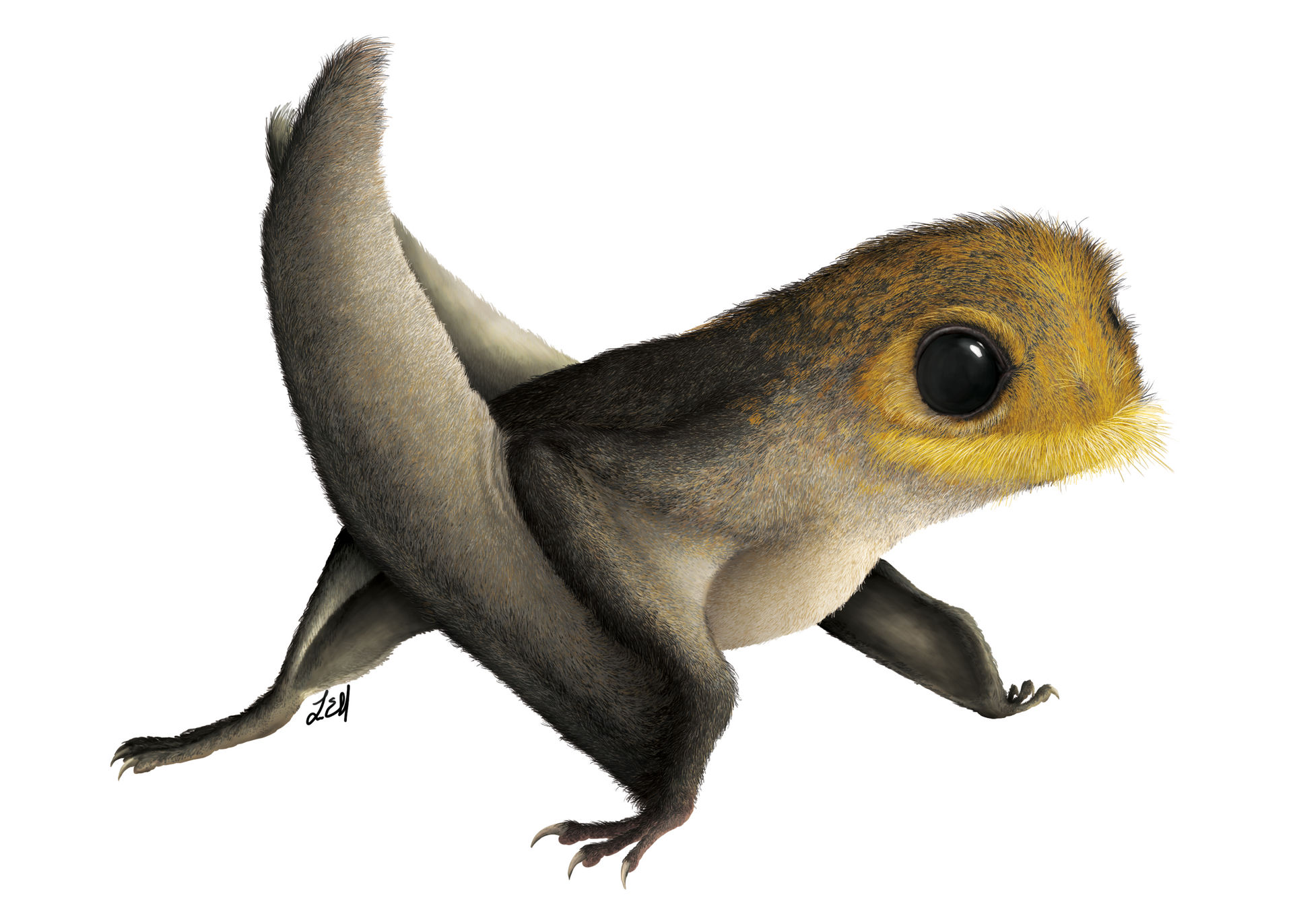 anurognathus_ammoni_by_prehistorybyliam_ddlfp3h-fullview.jpg