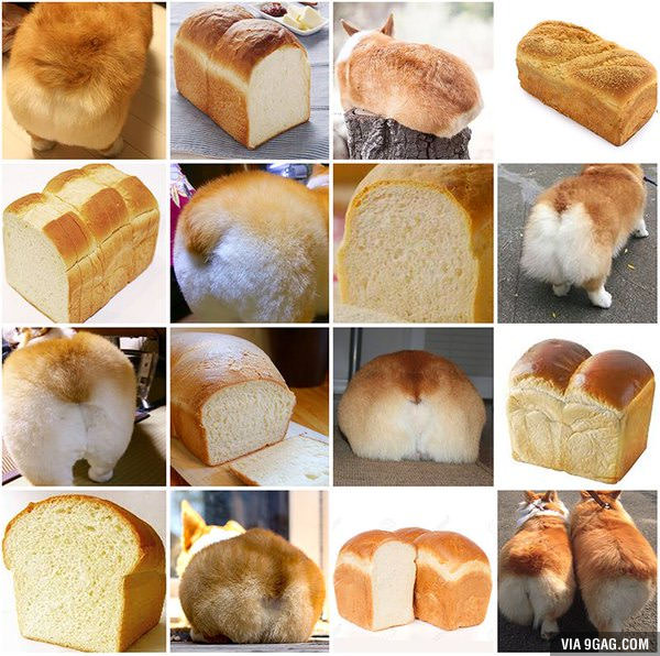 corgis-bread.jpg