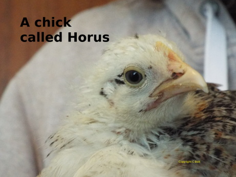 A chick called Horus.jpg