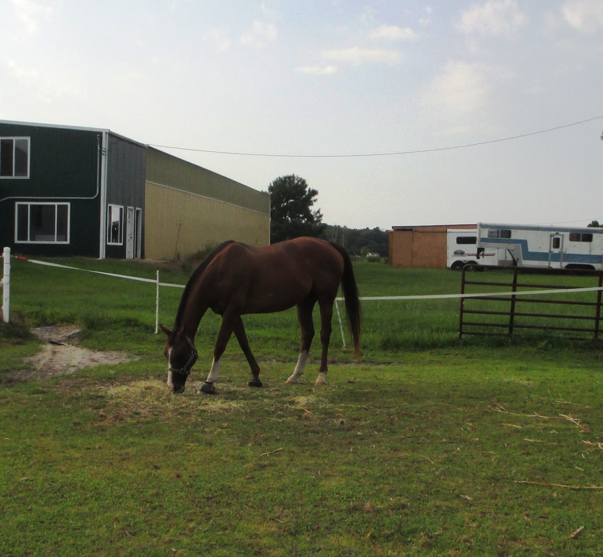 summer-2015-horses-outback-pics-011-orig_orig.jpg