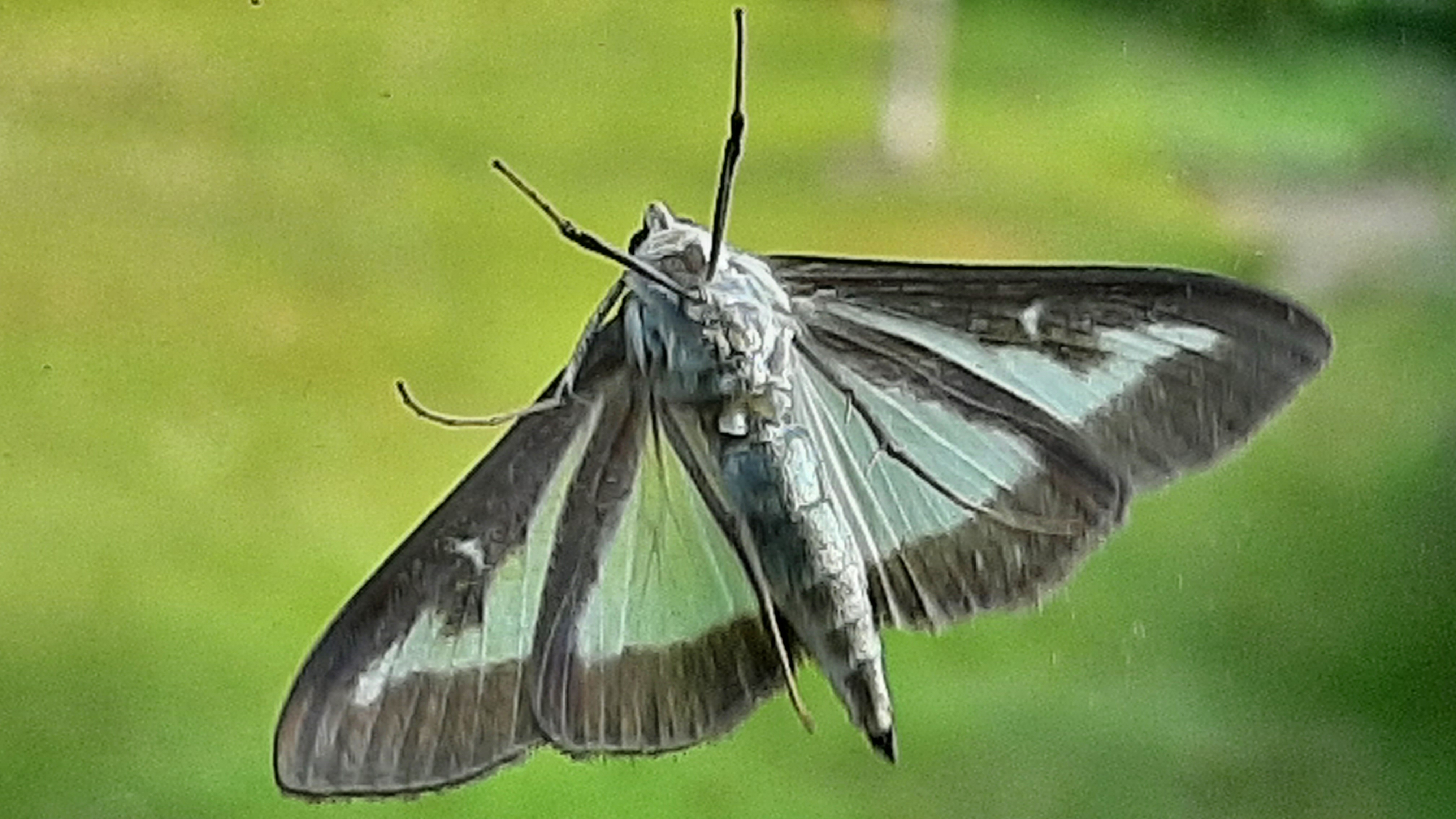 moth on kitchen window - taken on morning of the 2nd of August 2021.jpg