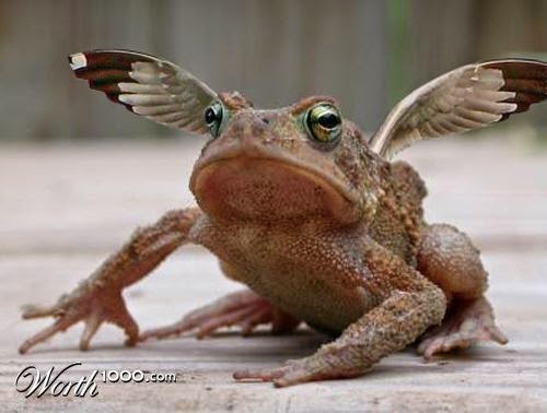 Flying Toad (1).jpg