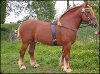 suffolk-punch.jpg