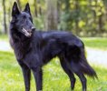 Belgian-Shepherd.jpg