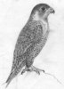 peregrinefalcon.jpg