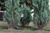 5905495-mime-is-hiding-behind-a-tree.jpg