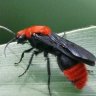 The Velvet Ant