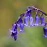 Hyacinthoides non-scripta